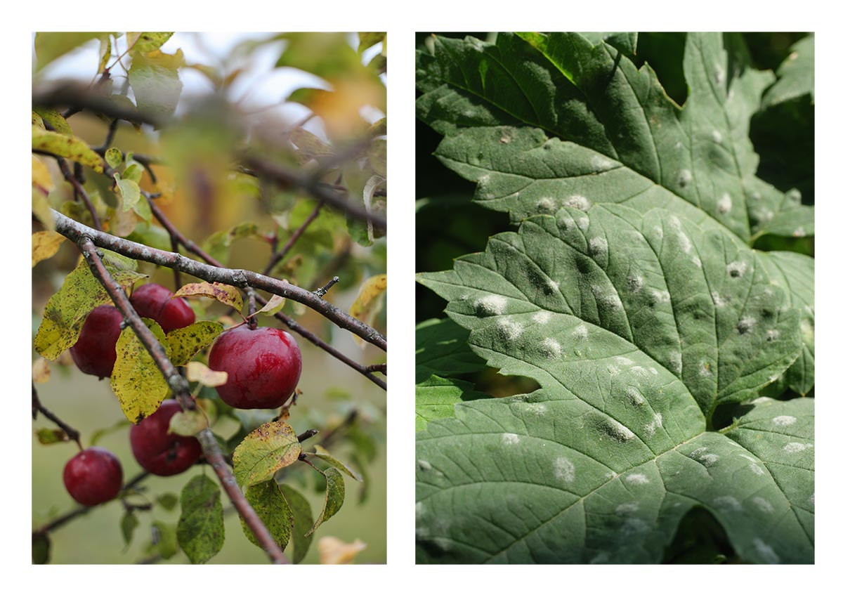 Porównanie objawów chorób jabłoni: brunatne plamy na liściach oraz biały mączysty nalot