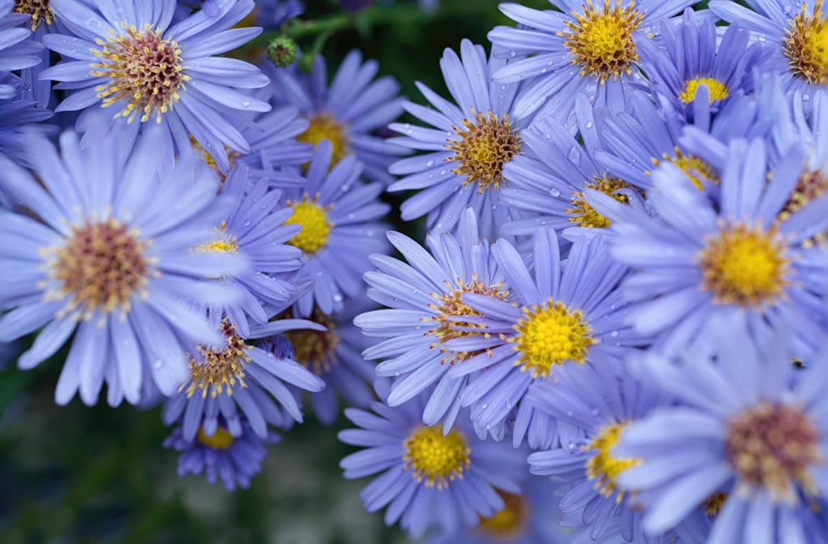 aster ogrodowy marcinek 