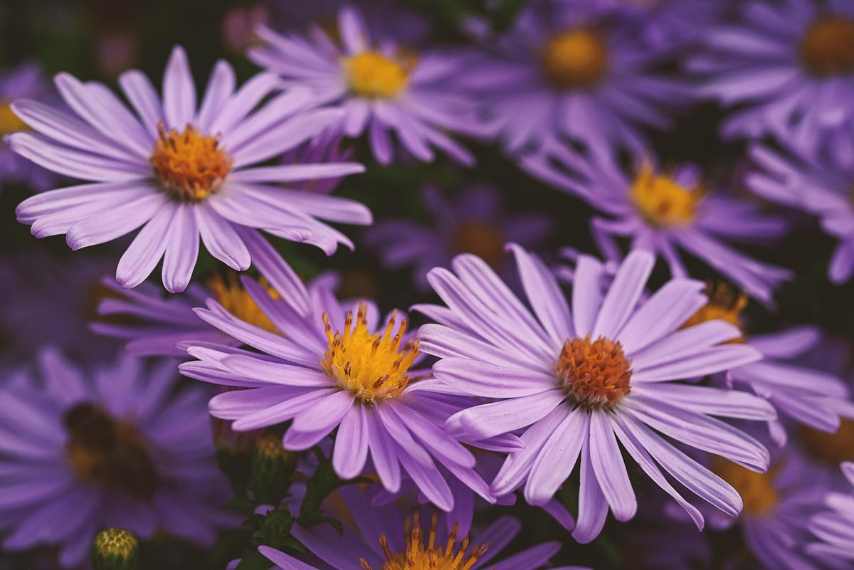 aster ogrodowy marcinek