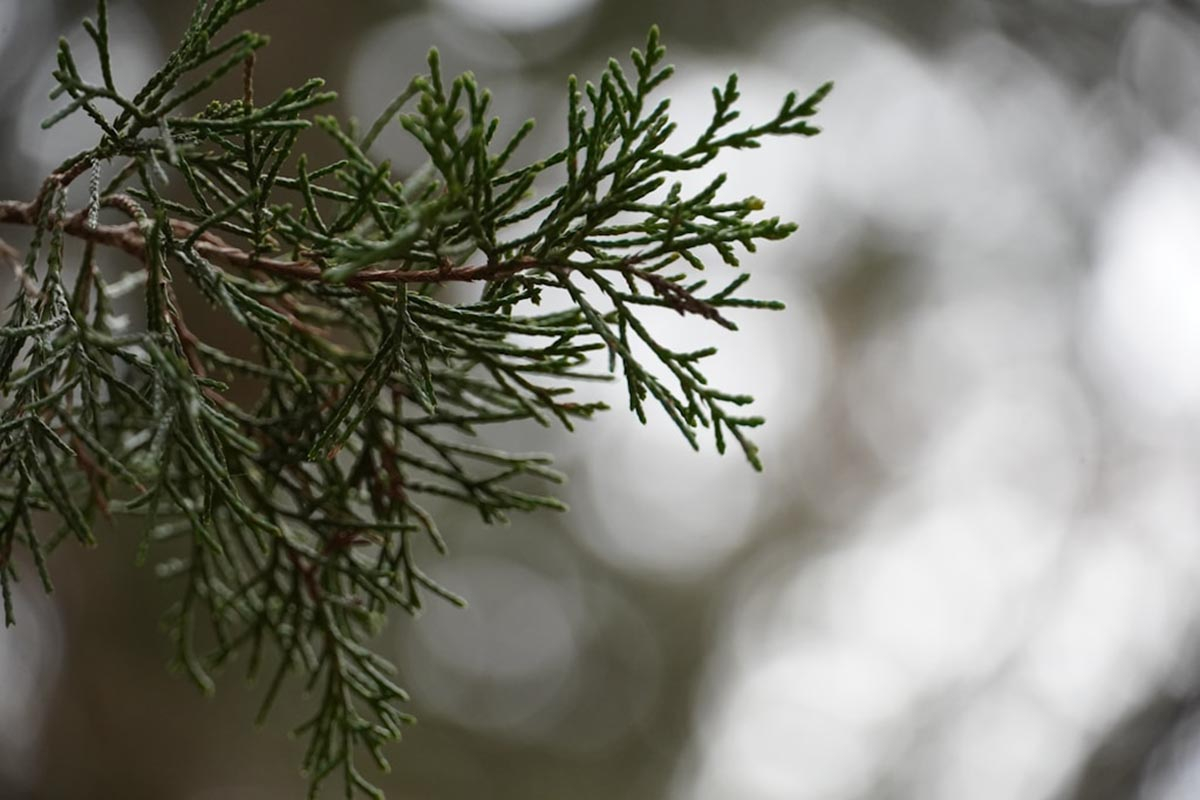 Juniperus jałowiec Juniperus jałowiec