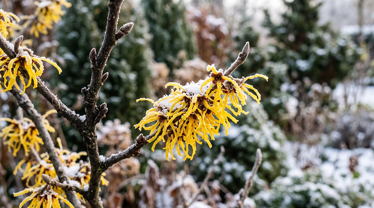 Oczar wirginijski - kwitnienie i uprawa w ogrodzie Oczar wirginijski (Hamamelis virginiana) kwitnący zimą na mrozie - żółte wstęgowate kwiaty pokryte szronem