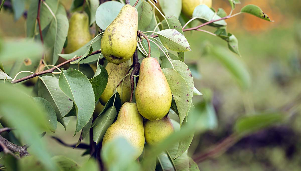 Dojrzałe owoce gruszy Konferencja w wiklinowym koszu.