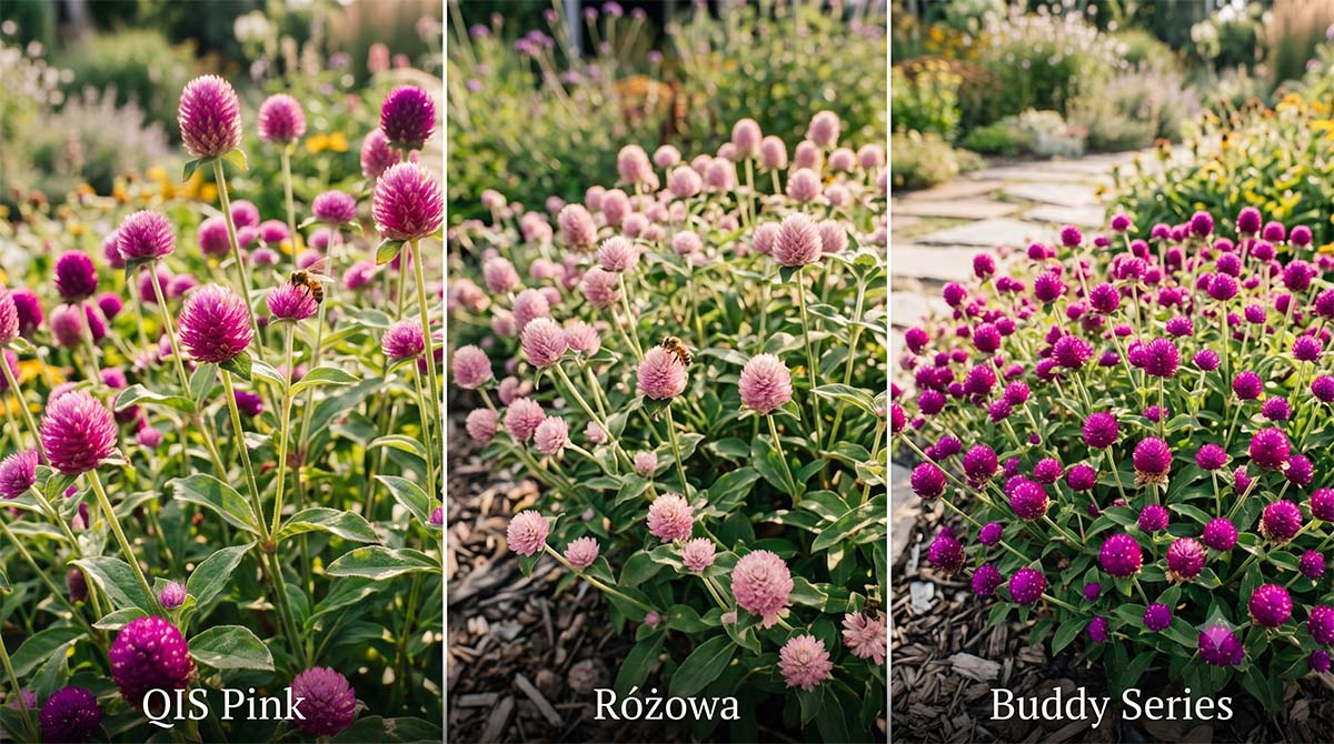 Zestawienie trzech odmian gomfreny kulistej Zestawienie trzech odmian gomfreny kulistej podzielone na równe pionowe części, od lewej: wysoka różowa QIS Pink, pastelowa Różowa i niska purpurowa Buddy Series.
