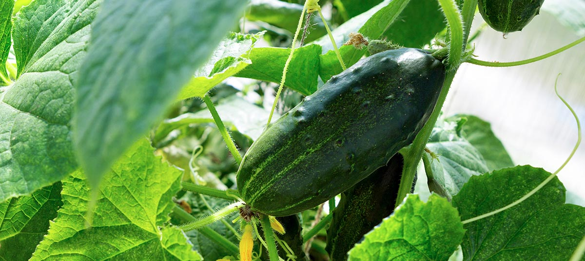 Nasiona ogórków odmiany Octopus i Śremski wolne od goryczy