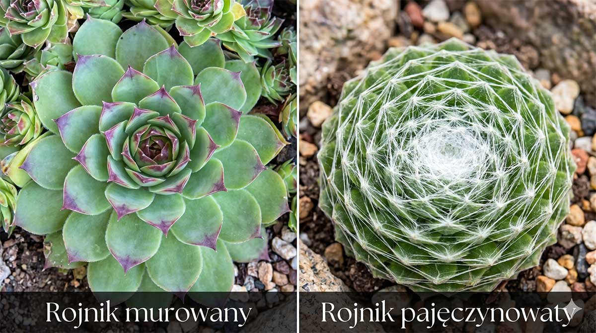 Jak odróżnić rojnika murowanego od pajęczynowatego? Porównanie rozet Porównanie dwóch odmian rojnika: po lewej rojnik murowany (Sempervivum tectorum) o gładkich, zielonych liściach z bordowymi końcówkami, po prawej rojnik pajęczynowaty (Sempervivum arachnoideum) pokryty charakterystyczną białą pajęczynką