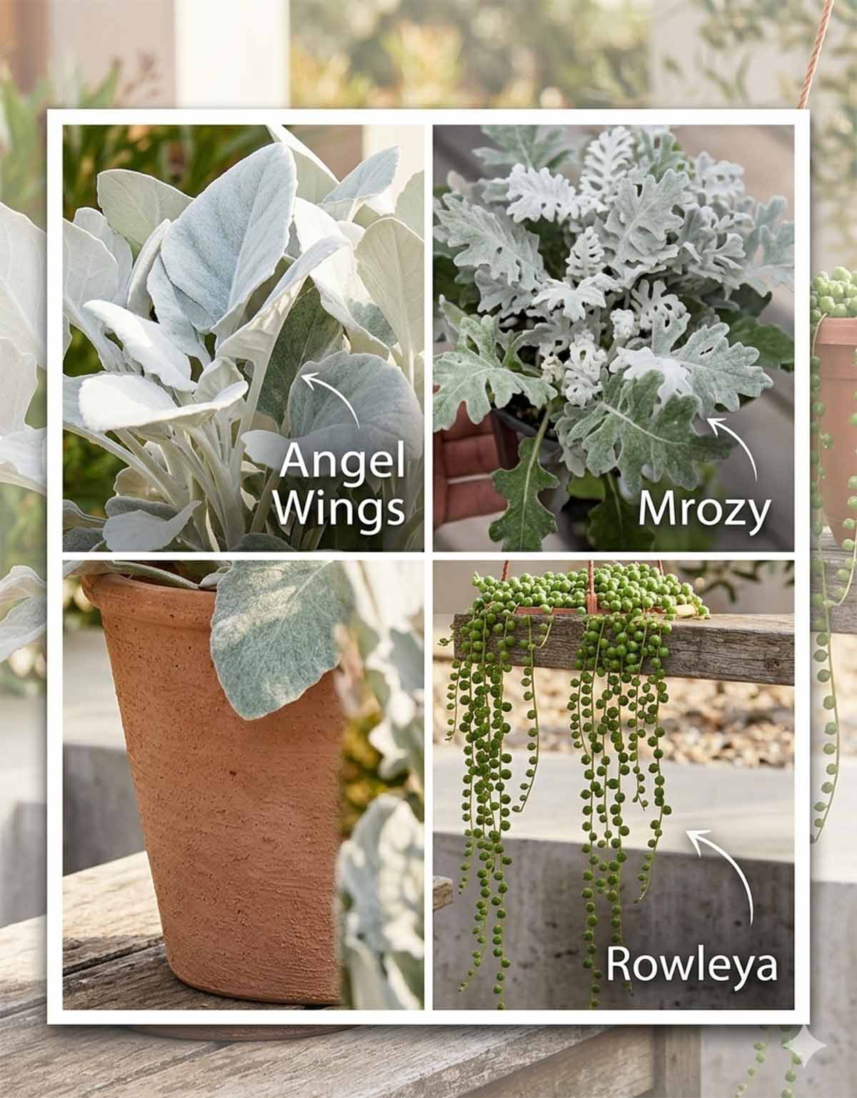 Kolaż odmian starca: Angel Wings, Mrozy, Rowleya Kolaż prezentujący trzy odmiany rośliny starzec z podpisami: srebrzystobiały Angel Wings, ażurowy starzec popielny Mrozy oraz zwisający sznur pereł Rowleya