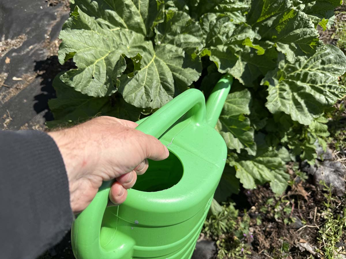 ogrodnik podlewa pomidory wieczorem przed mrozem