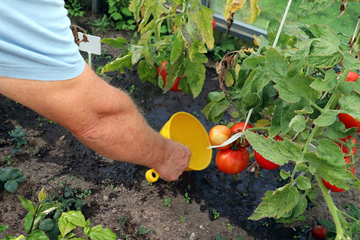 ogrodnik podlewa ręcznie wiadereczkiem krzaki pomidorów w szklarni