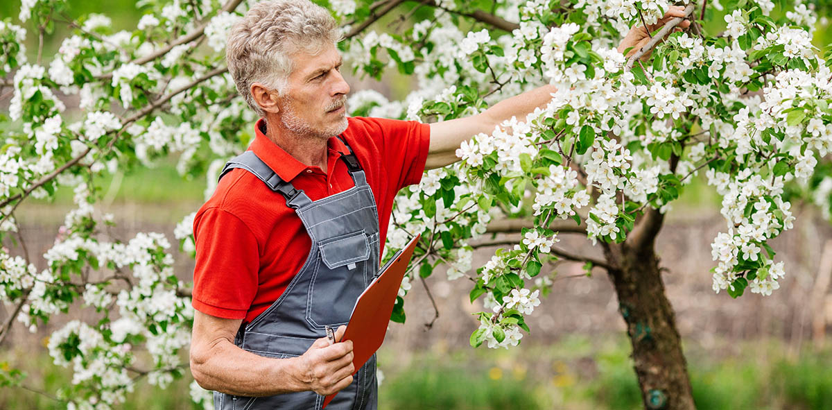 ogrodnik w czerwonej koszulce i ogrodniczkach dotyka kwitnące białe kwiaty na drzewku owocowym