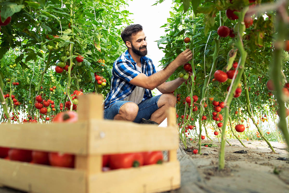 ogrodnik w koszuli zbiera czerwone pomidory z krzakow do drewnianej skrzynki