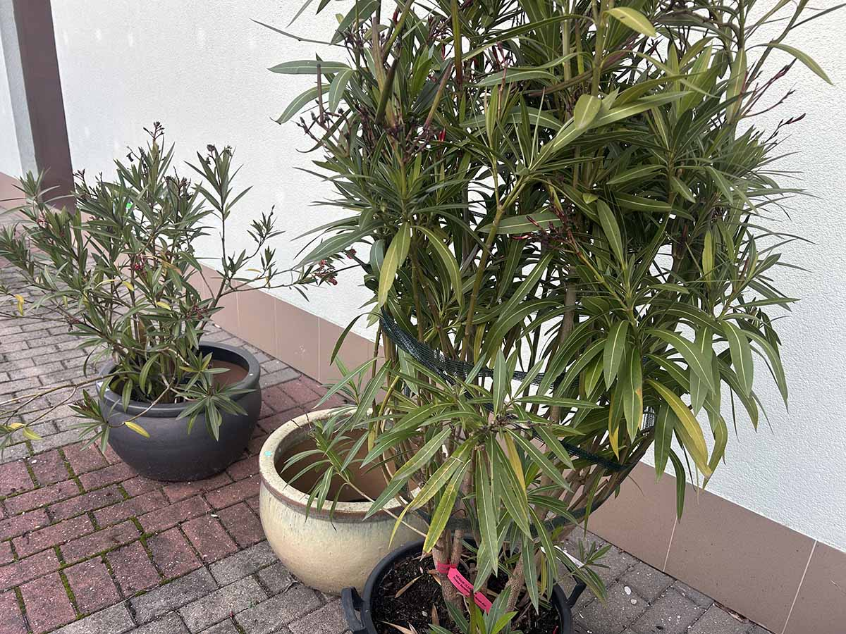 Oleandry na tarasie w październiku, czas na wniesienie do domu Oleandry w donicach na tarasie w październiku, przed wniesieniem na zimę