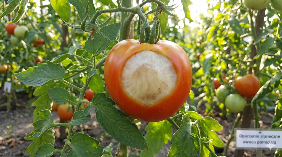oparzenie słoneczne na owocu pomidora - blada wklęsła plama