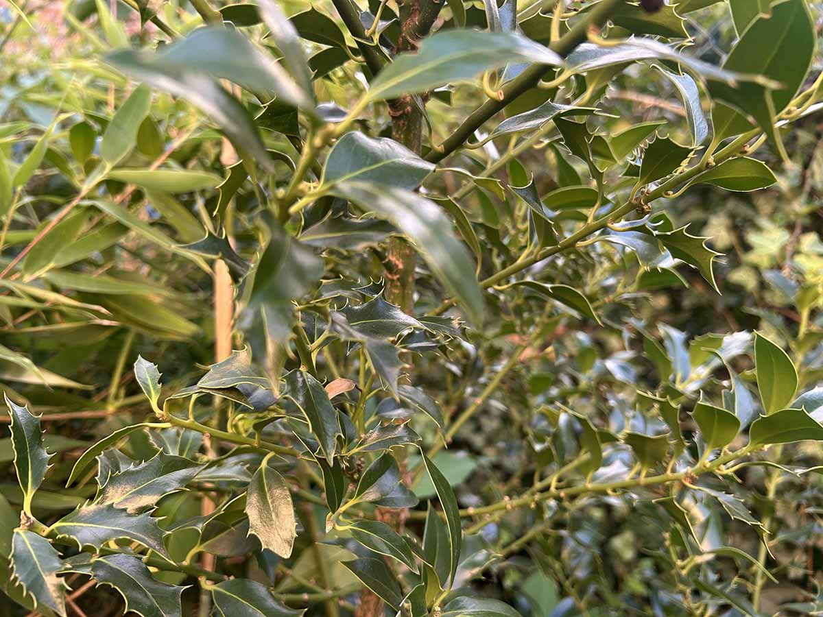 Błyszczące, kolczaste liście ostrokrzewu kolczastego (Ilex aquifolium) na pędzie, zbliżenie