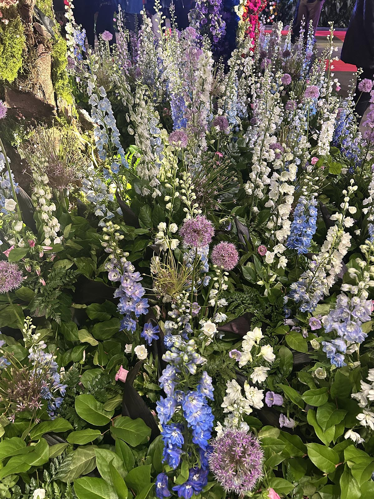 Ostrożka ogrodowa ostróżka ogrodowa