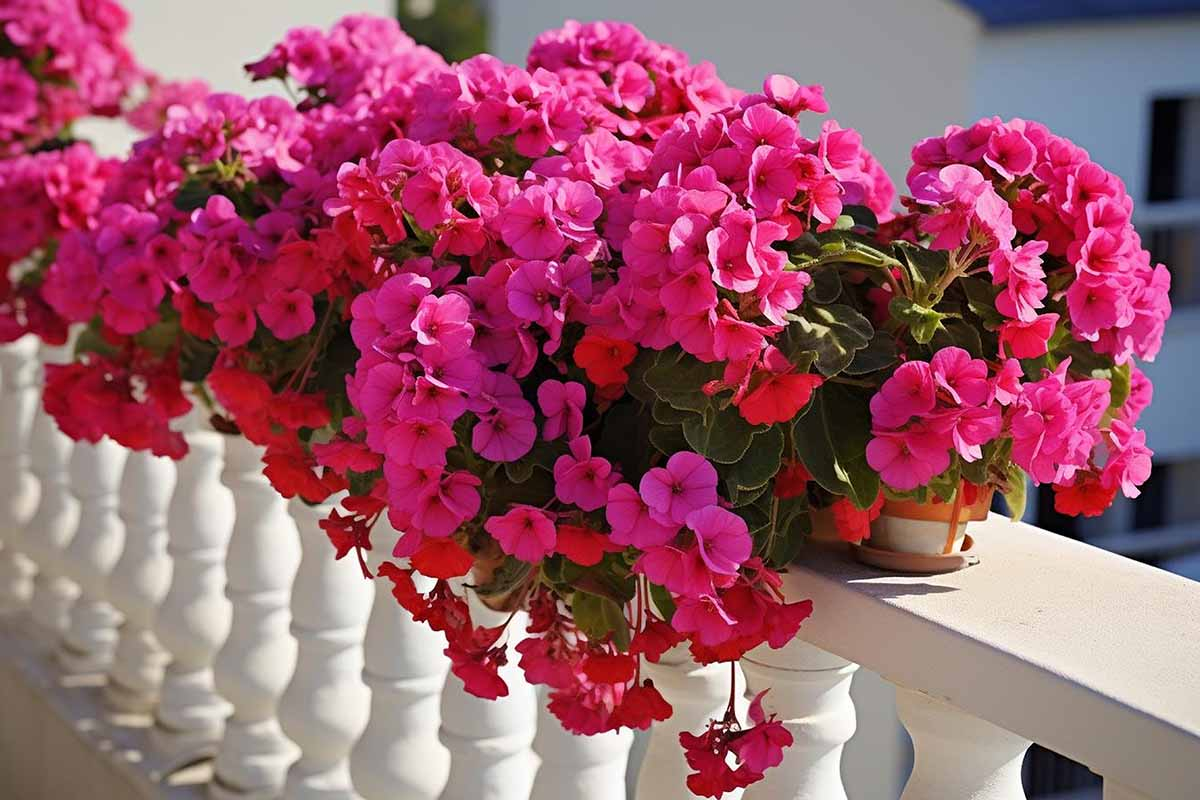 Kwitnące pelargonie i surfinie na balkonie Obficie kwitnące pelargonie i surfinie wymagające cotygodniowego nawożenia latem
