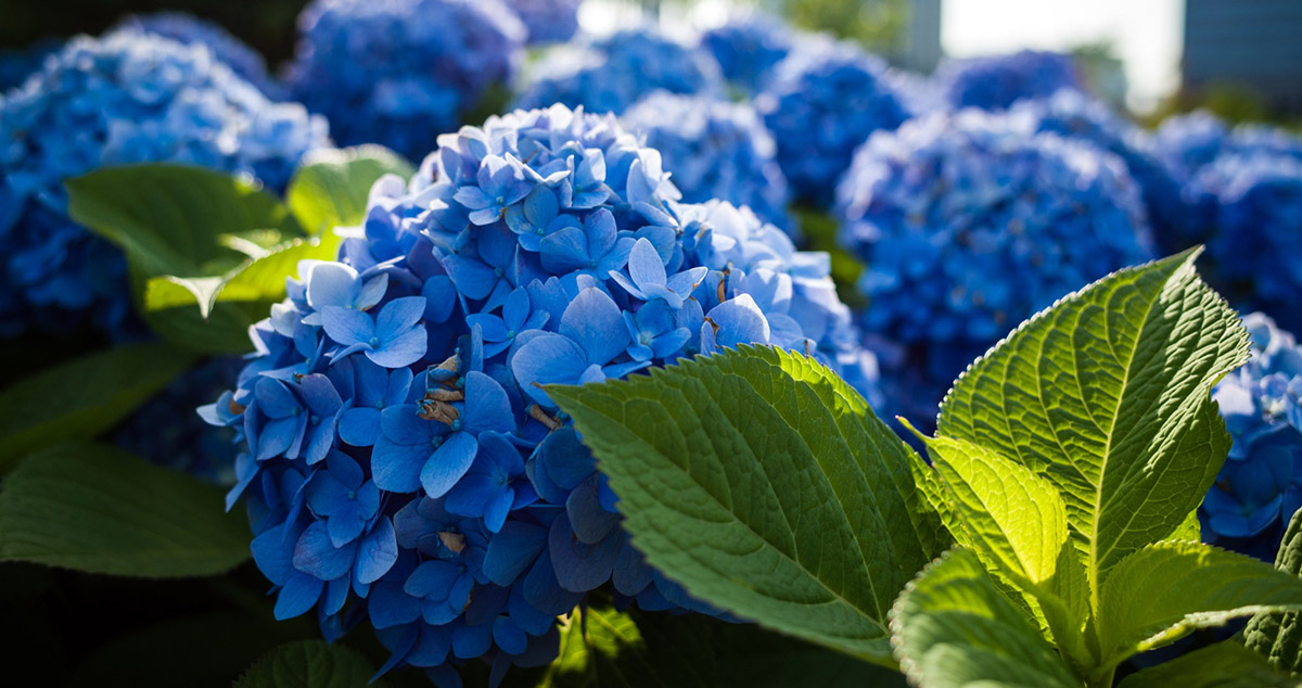 piekne duze kwitnace niebieski hortensje zblizenie na kwiaty