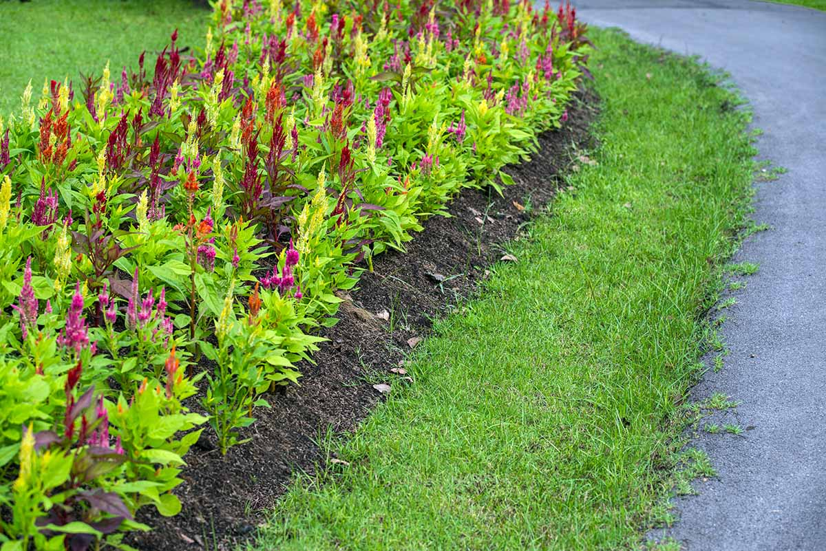 Nisko skoszony, zadbany trawnik i uporządkowane rabaty kwiatowe jako element ochrony ogrodu przed kleszczami.