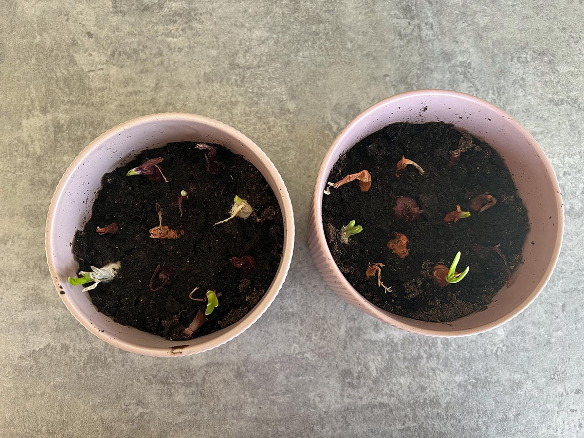 pierwsze kiełki cebulek na szczypiorek