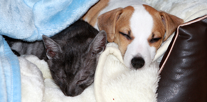 mały pies i mały kot leżą razem na kocach. 