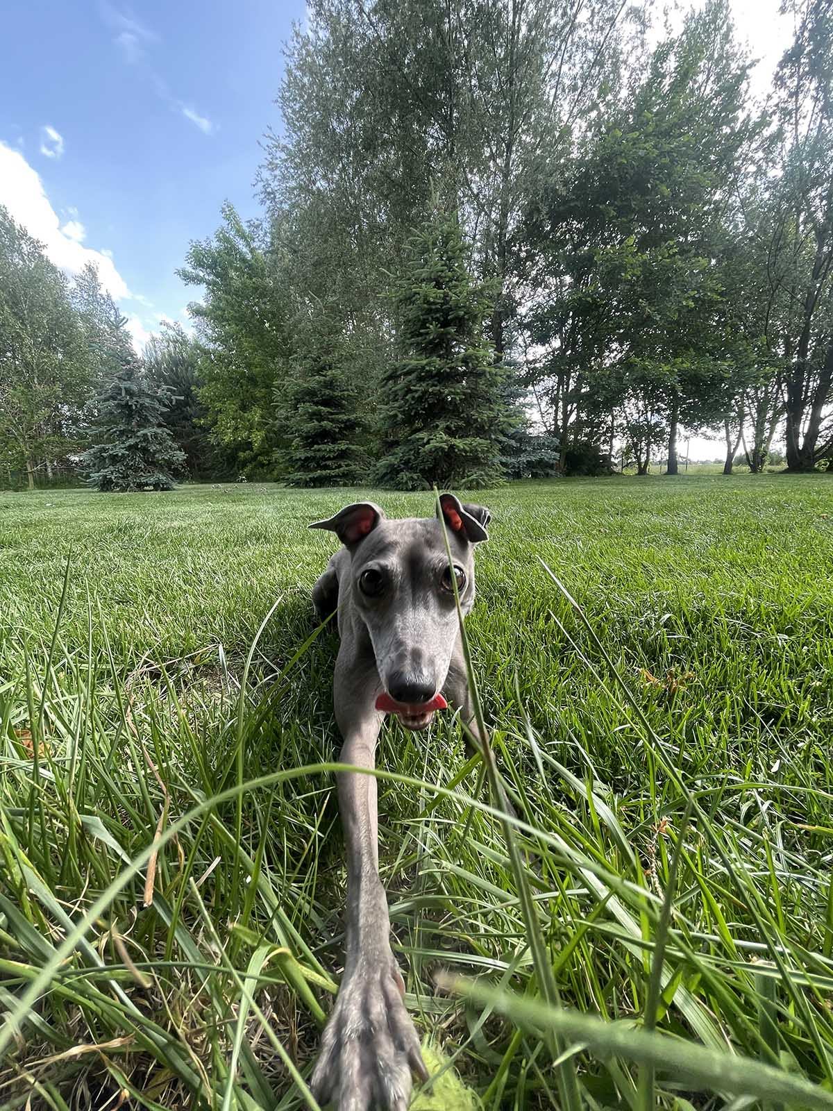 charcik włoski na łące