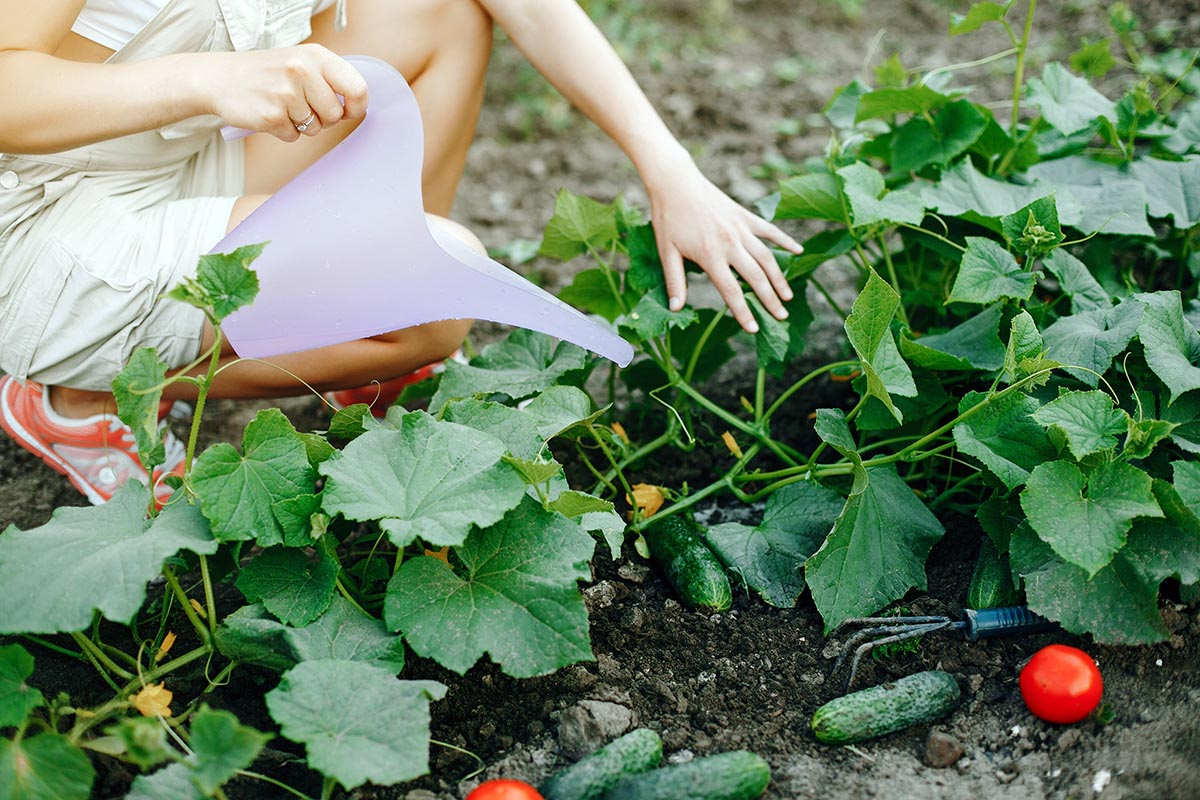 Prawidłowe podlewanie ogórków pod korzeń odstałą wodą
