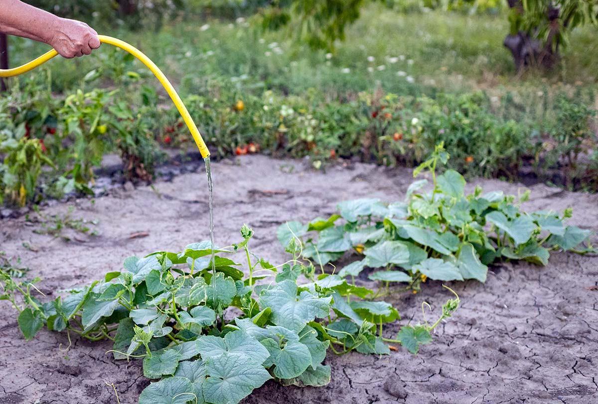 Podlewanie ogórków gruntowych wężem ogrodowym z końcówką zraszającą typu delikatna mżawka.
