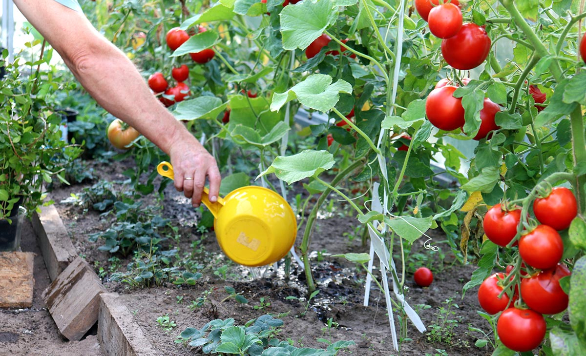 podlewanie pomidorów w gruncie przez ogrodniczkę w szklarni