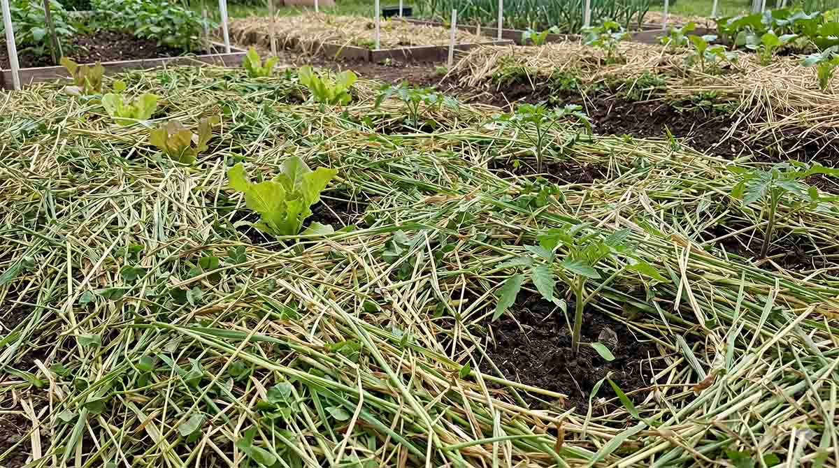 Poplon jako mulcz poplon jako mulcz w uprawie no-dig
