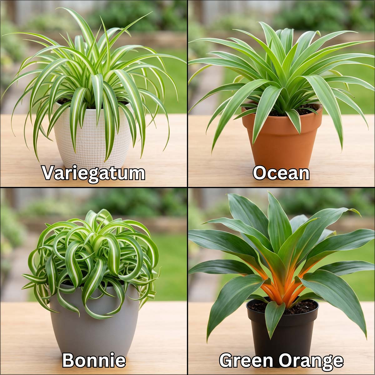 Popularne odmiany zielistki: Variegatum, Ocean, Bonnie i Green Orange Kolaż czterech odmian zielistki (Chlorophytum) w doniczkach: Variegatum, Ocean, Bonnie i Green Orange.