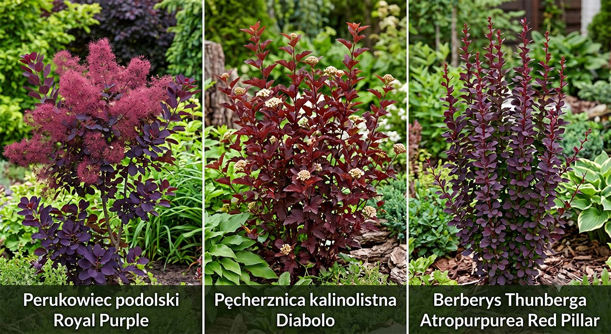 Grafika podzielona na trzy części prezentująca trzy bordowe krzewy ozdobne: Perukowiec podolski Royal Purple z puszystymi kwiatostanami, Pęcherznica kalinolistna Diabolo z kremowymi kwiatami oraz kolumnowy Berberys Thunberga Atropurpurea Red Pillar.