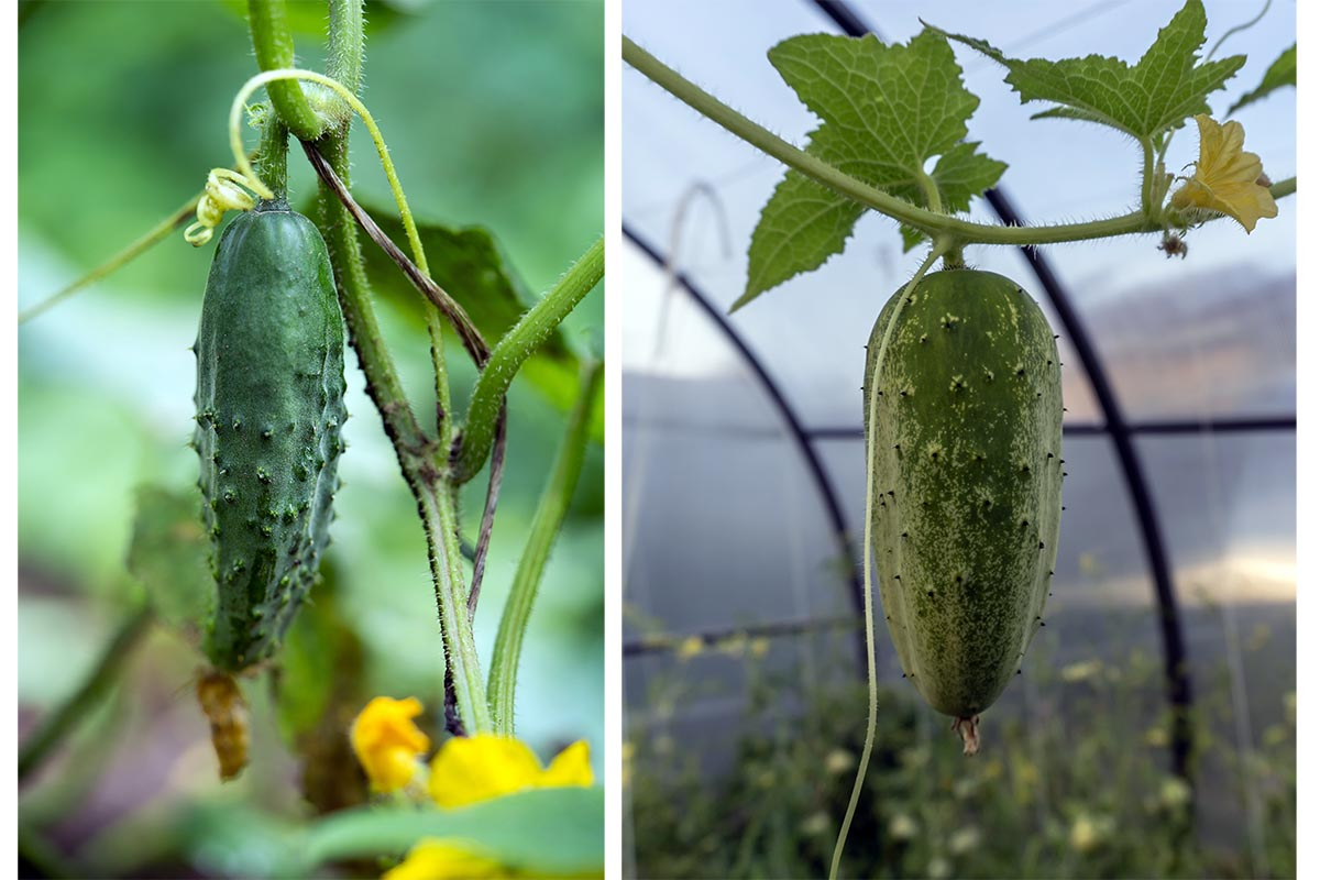 Porównanie uprawy ogórka Śremski F1 w gruncie z odmianą samopylną w tunelu foliowym.