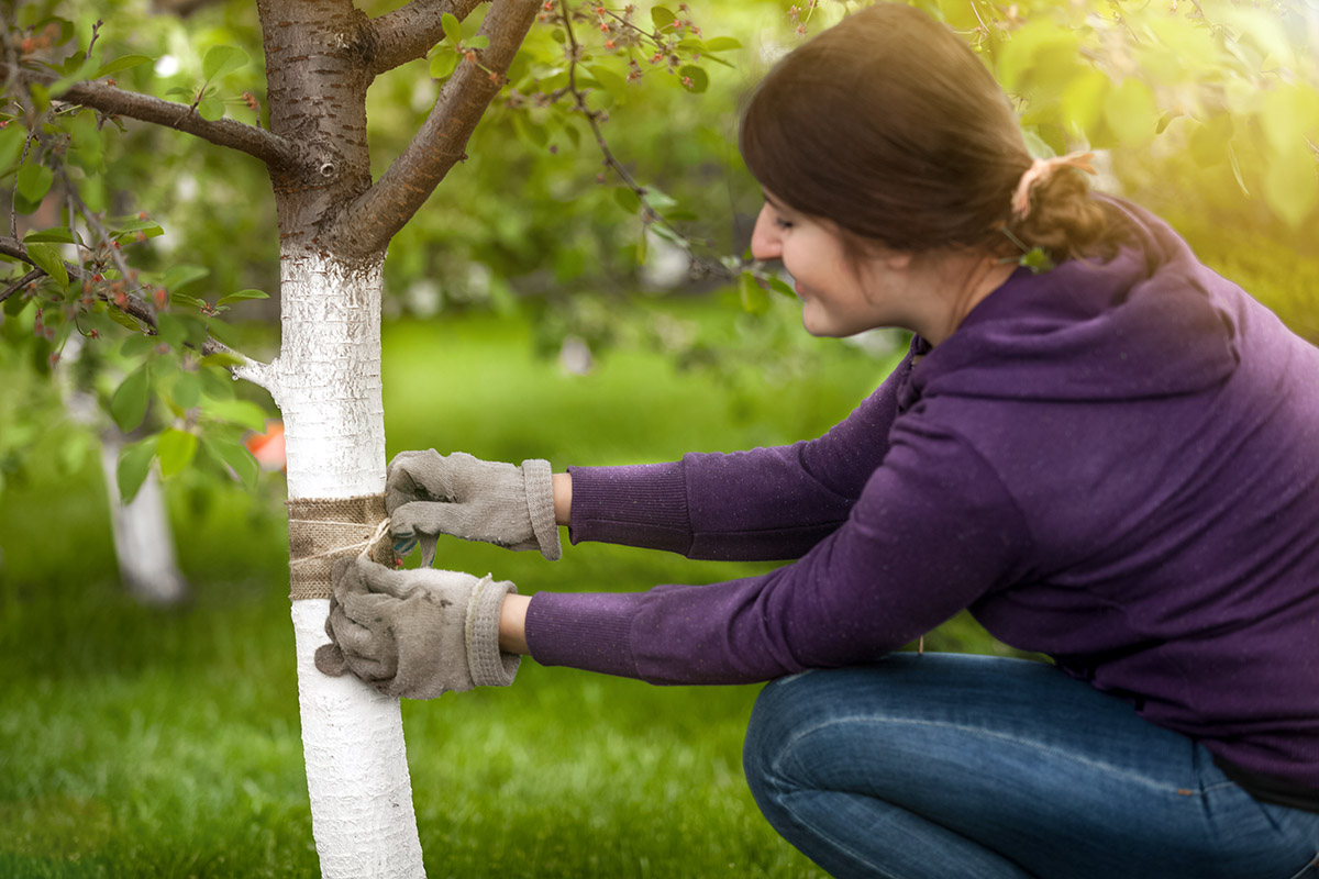 młoda kobieta naprawiająca drzewko owocowe maścią ogrodniczą naprawia rany drzewka