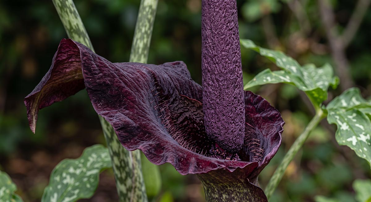 Szczegółowe powiększenie makro kwiatu smoczej lilii (Drakunkulus zwyczajny), pokazujące głęboką purpurową, aksamitną pochwę z drobnymi kolcami oraz centralną, chropowatą kolbę w zbliżeniu.