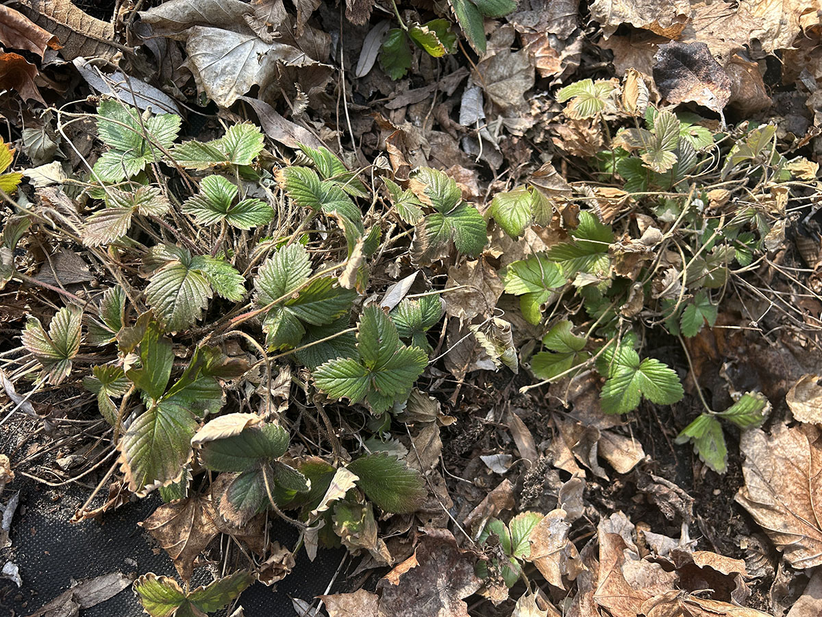 krzak poziomek w marcu