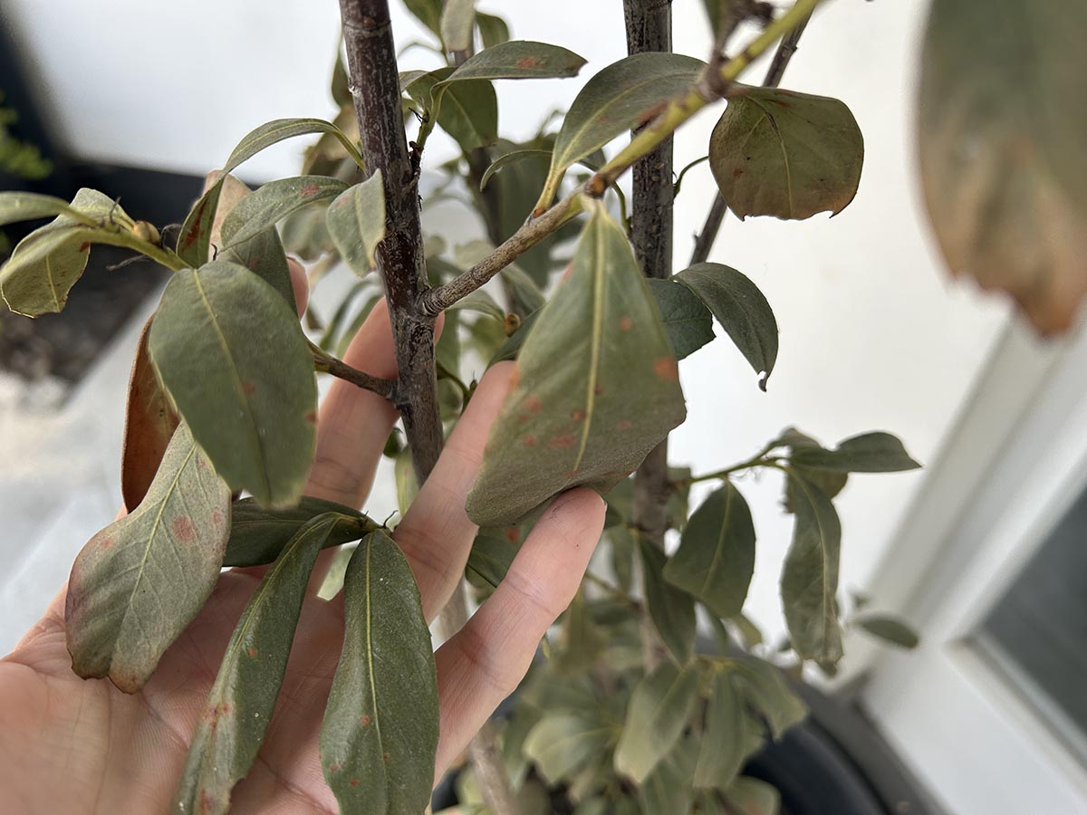 Przemarźnięta roślina przemarźnięta roślina