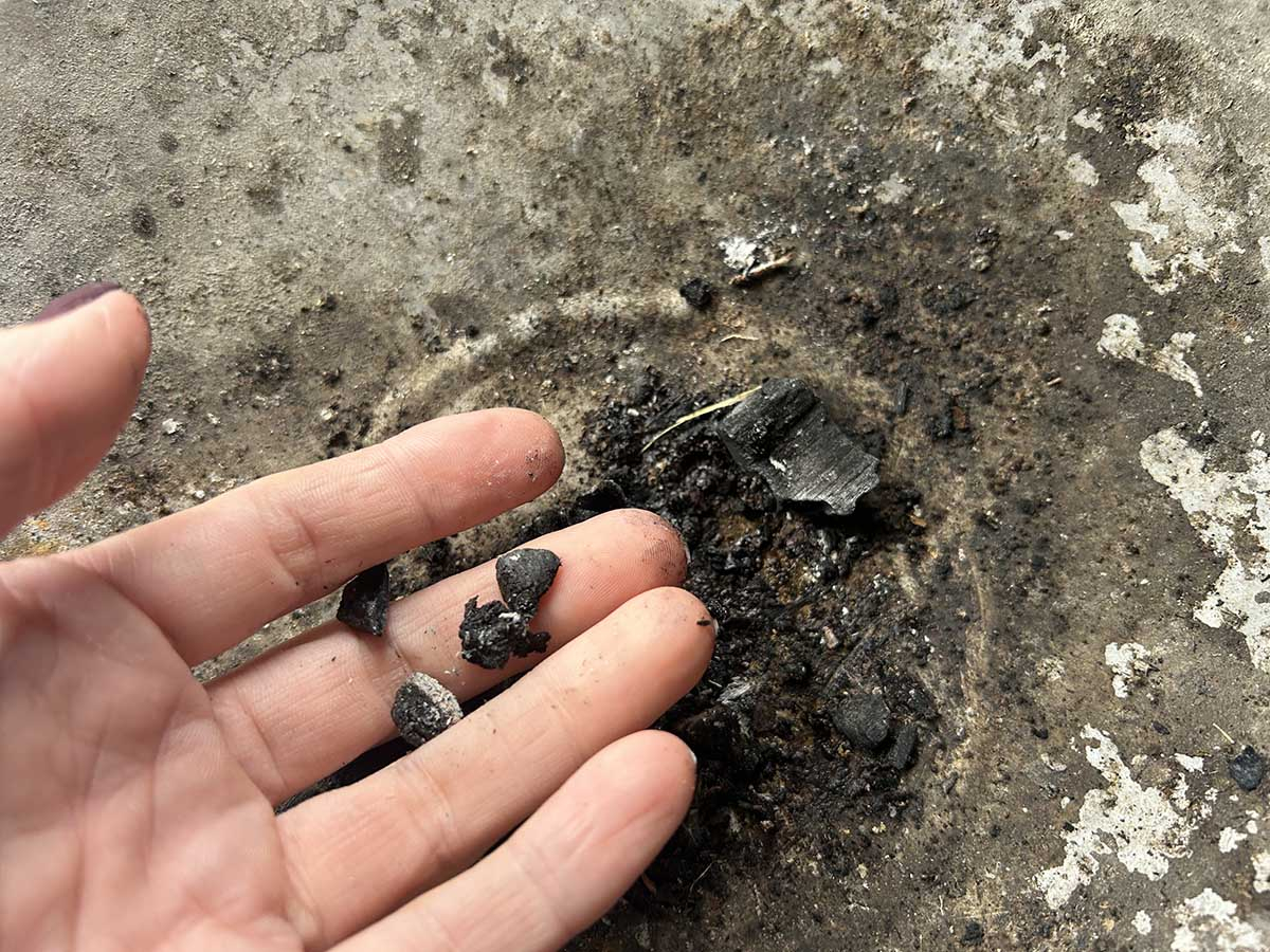 Niespalone resztki drewna w popiele Dłoń ogrodnika trzymająca niespalone kawałki węgla drzewnego z popiołu kominkowego.