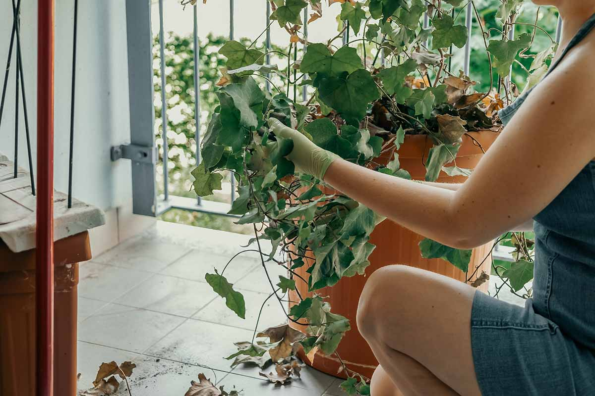 Przesuszona roślina doniczkowa podczas upału Zwiędnięta roślina doniczkowa w czasie letniego upału przed podlaniem