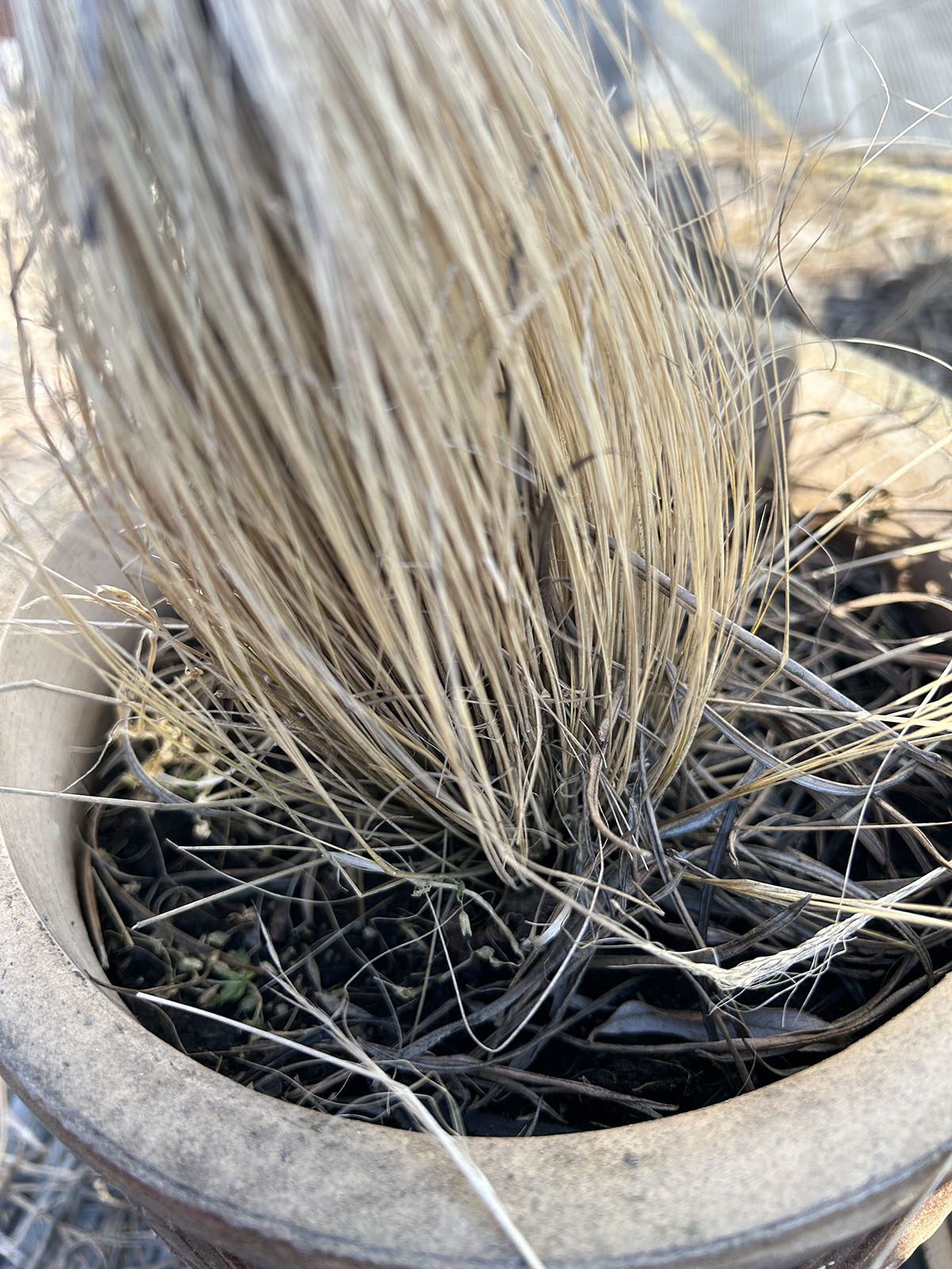 Przycinanie traw ozdobnych przycinanie traw ozdobnych