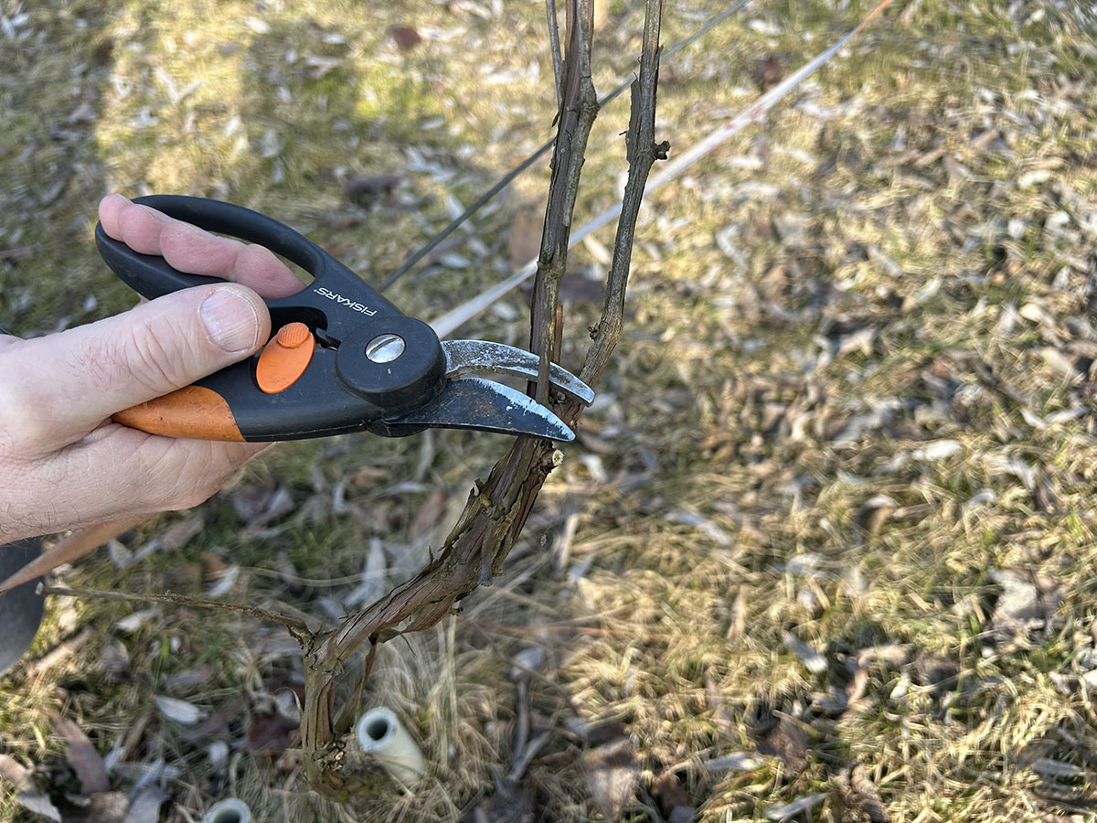 Przycinanie winorośli przycinanie winorosli wiosna