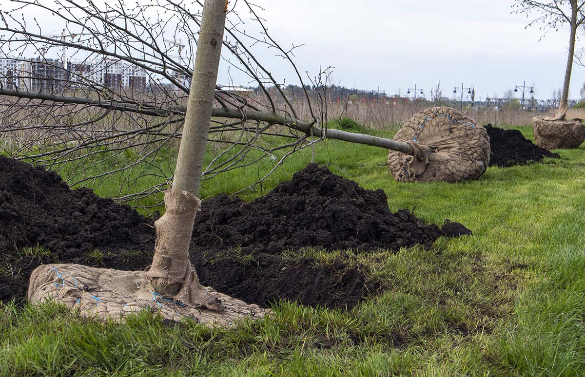Przekopywanie gleby z obornikiem granulowanym i kompostem w miejscu planowanego sadzenia drzewka gruszy.