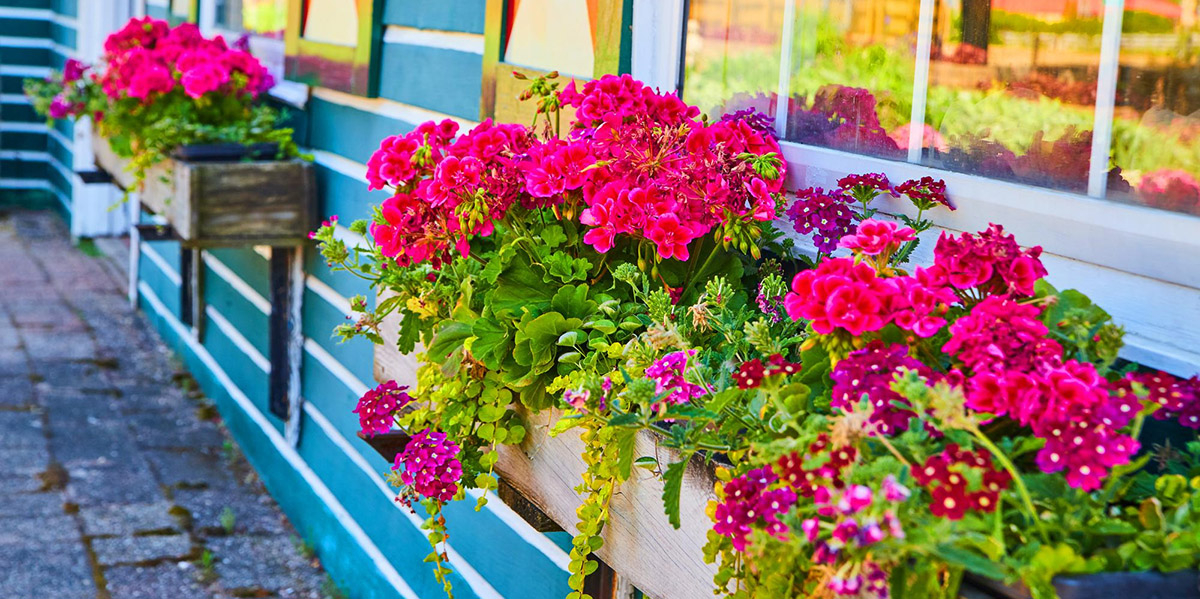 różowe rośliny balkonowe