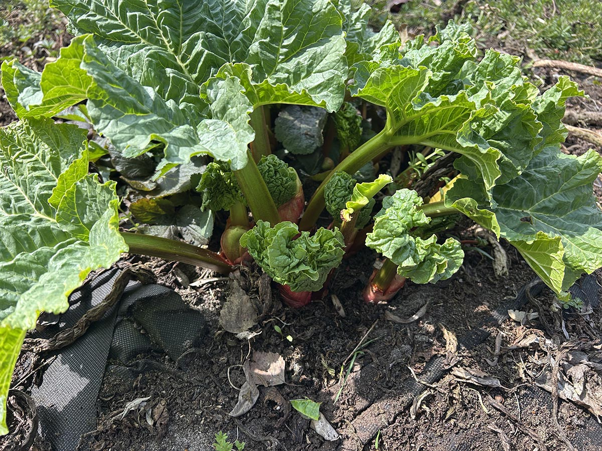 rabarbar, czerwone łodygi