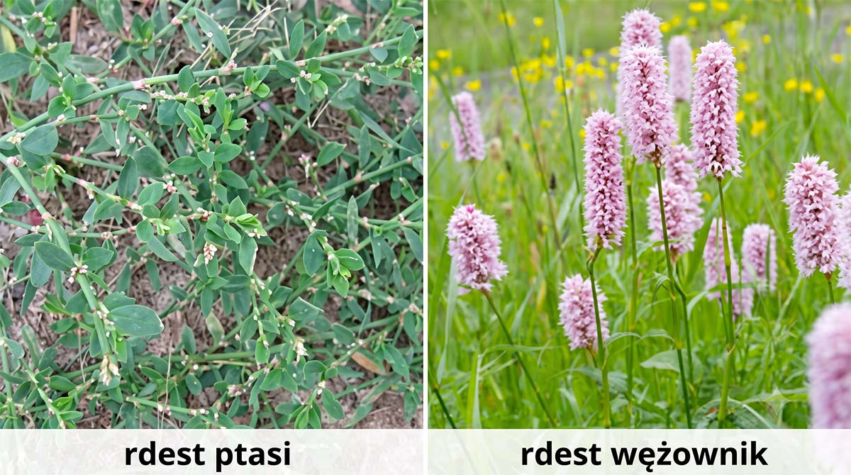 Porównanie: rdest ptasi i rdest wężownik Zdjęcie podzielone na dwie części przedstawiające rdest ptasi po lewej stronie oraz kwitnący na różowo rdest wężownik po prawej stronie, z podpisami na dole.