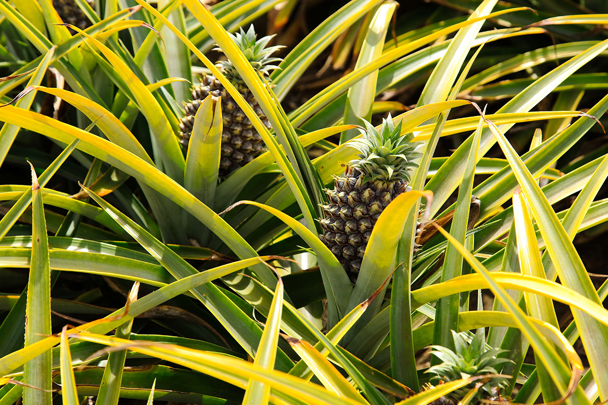 roslina ananasa i owoc ananas