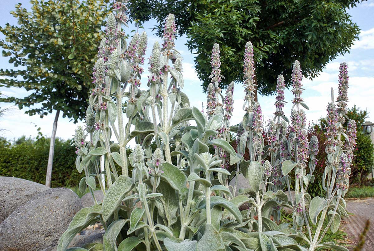 Czyściec wełnisty i starzec popielny posadzone obok siebie w świetle księżyca
