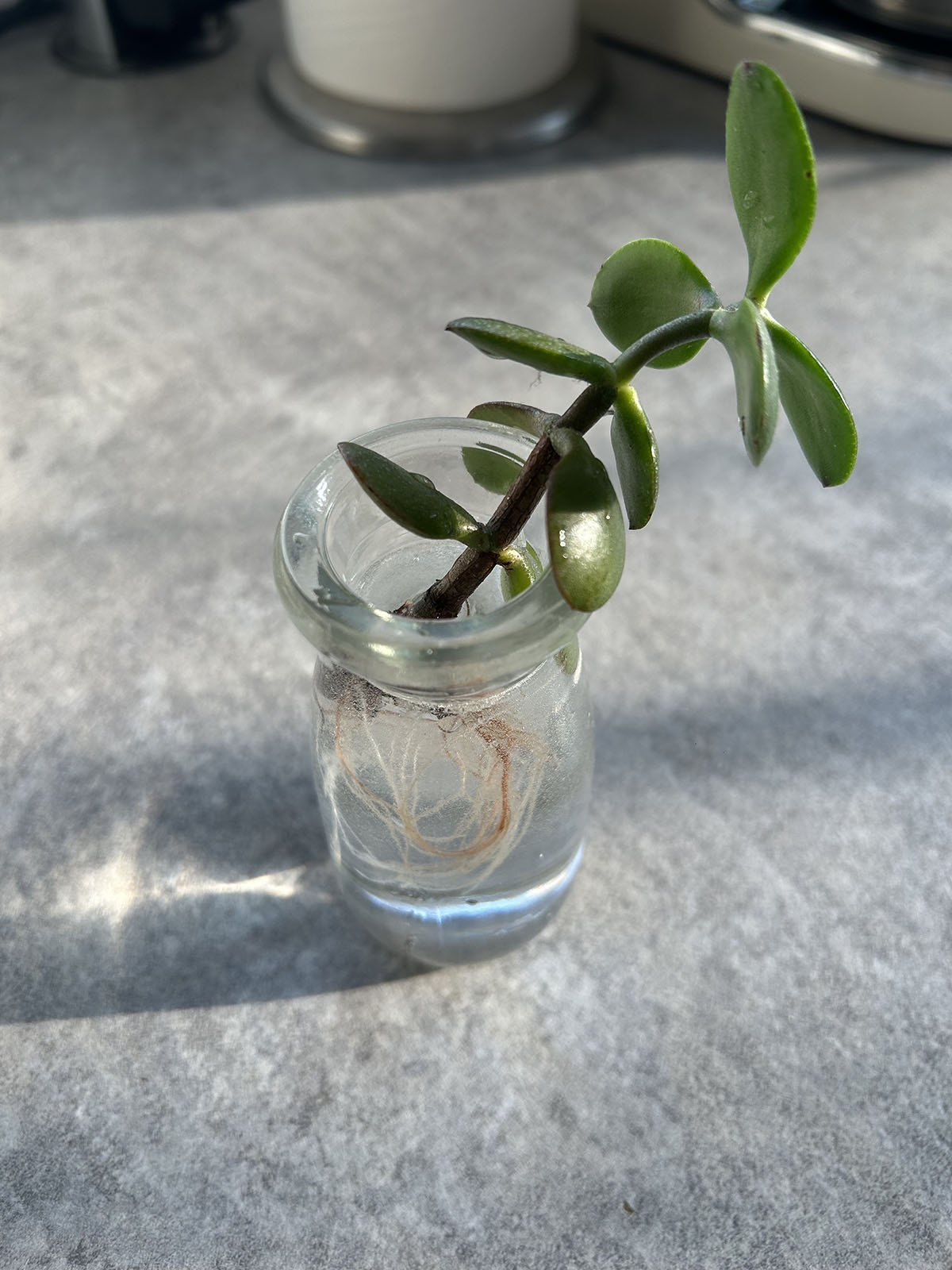 rozmnazaniedrzewkaszczescia