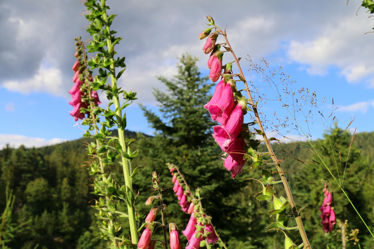 rozowa naparstnica rosnaca w gorach