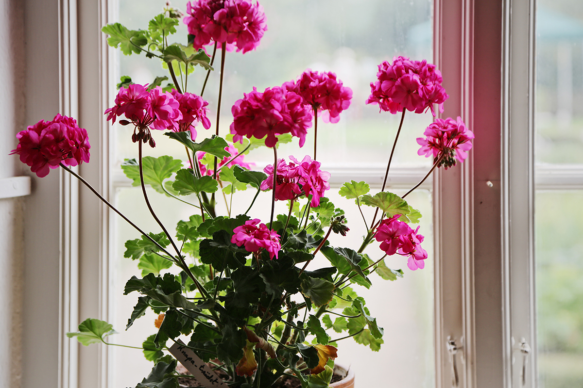 rozowa pelargonia na parapecie
