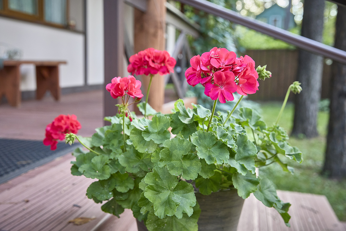 rozowa pelargonia na tarasie