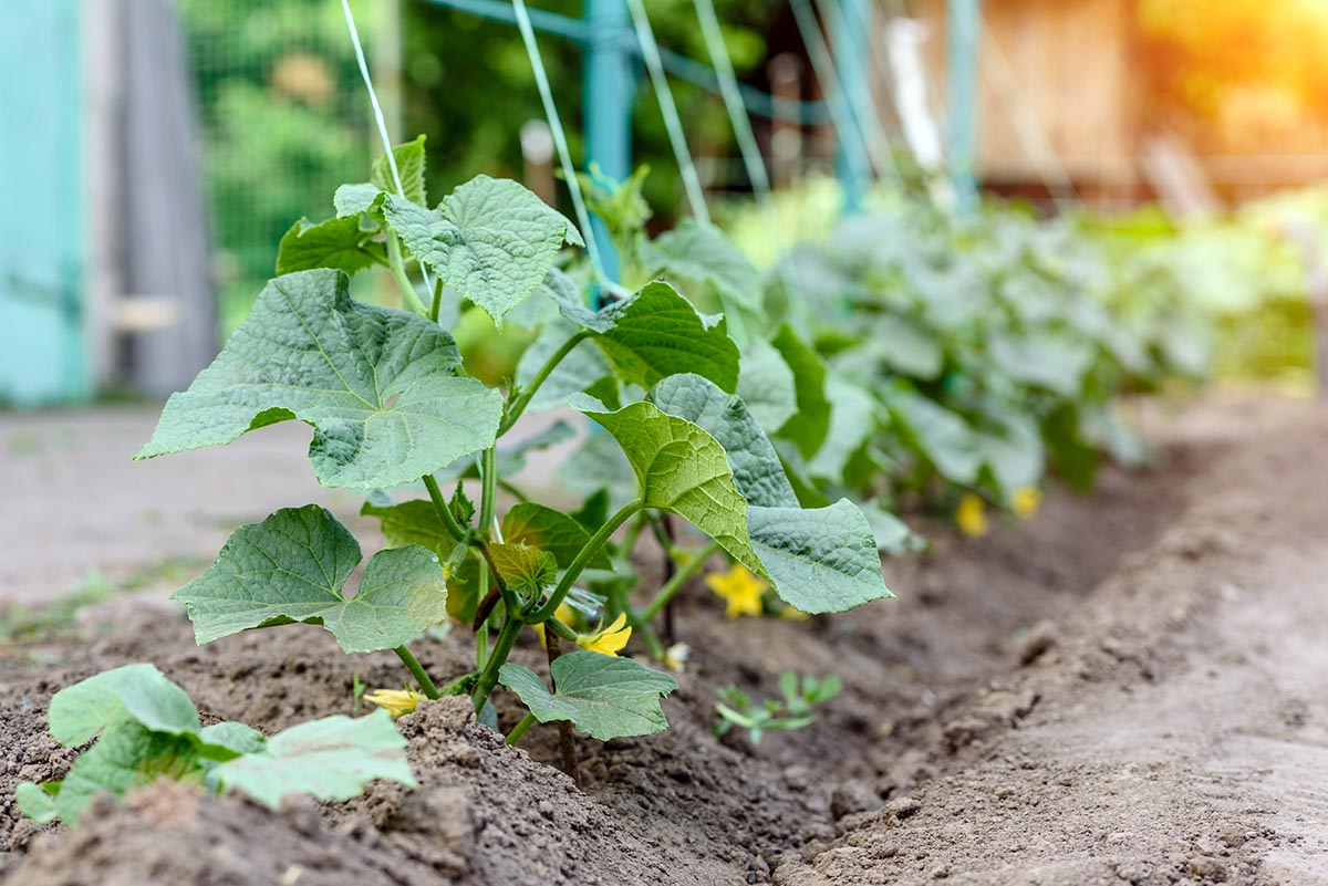 Schematyczne przedstawienie odległości między sadzonkami ogórka w ogrodzie.